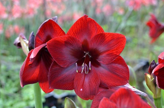 ROYAL VELVET
